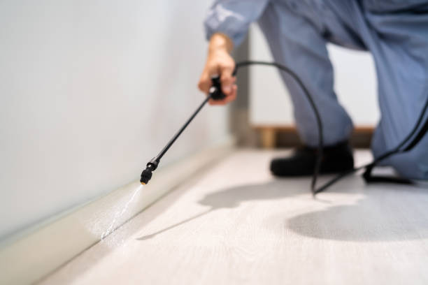Licensed Wasp Control service in West New York, NJ - Nex Pest Control
